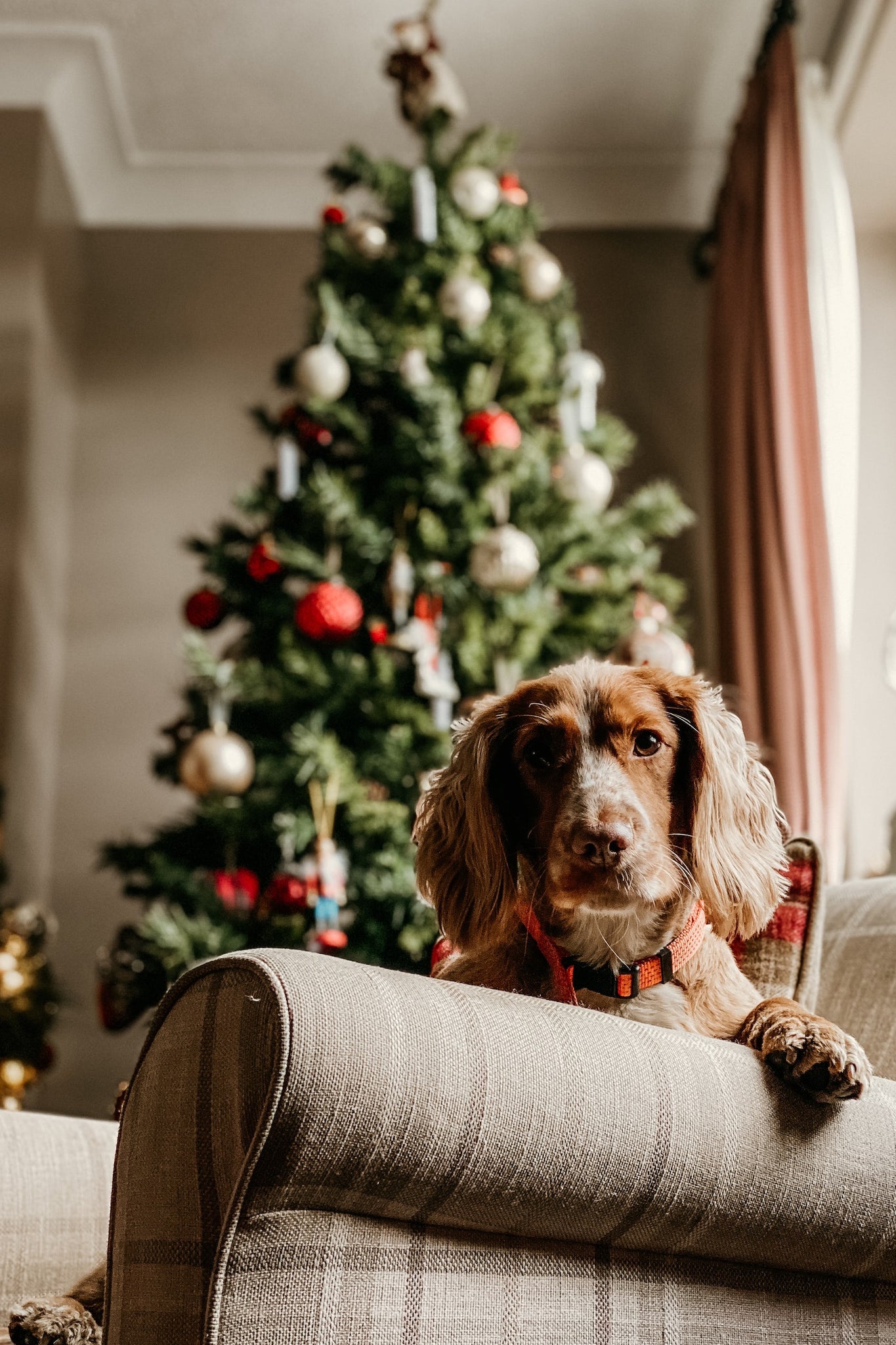 Green Elf Trees Give a Tree a Home Christmas Tree Cut Sustainable 